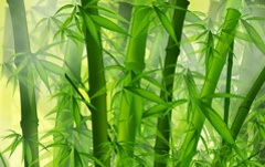 TIES Announces Ecotourism Principles Revision TIES Announces Ecotourism Principles Revision