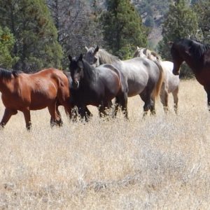 Ecotourism – A Path Towards Better Conservation Ecotourism – A Path Towards Better Conservation