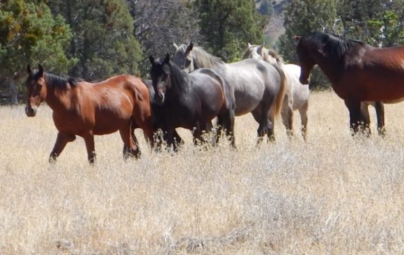 Ecotourism – A Path Towards Better Conservation Ecotourism – A Path Towards Better Conservation