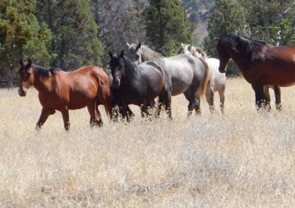 Ecotourism – A Path Towards Better Conservation