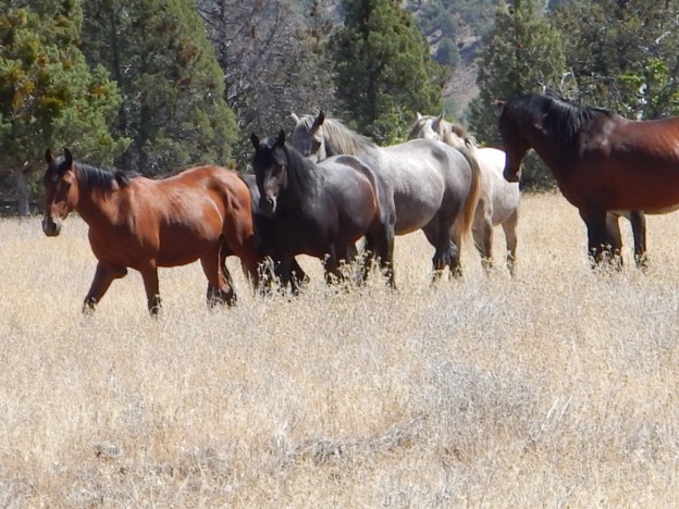 Ecotourism – A Path Towards Better Conservation Ecotourism – A Path Towards Better Conservation